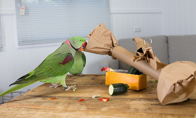 do it yourself bird toys and enrichment